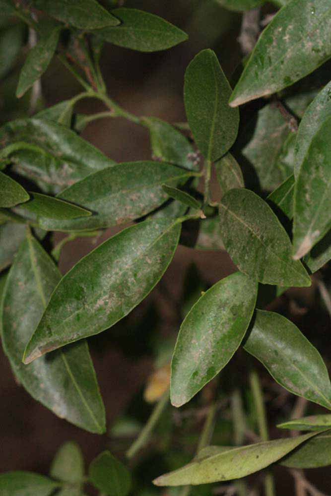              Shade leaves (Riverside, CA)       